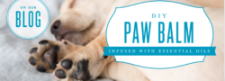 DIY Paw Balm Infused with Essential Oils