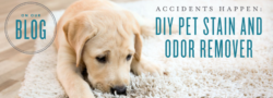 DIY Pet Stain and Odor Remover