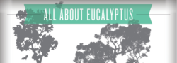 All About Eucalyptus