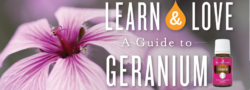 A Guide To Geranium