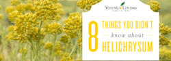 8 Things You Didn’t Know About Helichrysum