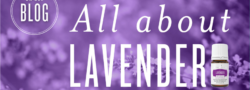 All About Lavender