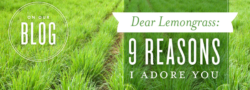 Dear Lemongrass: 9 Reasons I Adore You