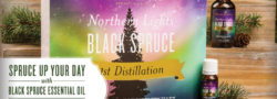 Spruce Up Your Day With Northern Lights Black Spruce Essential Oil