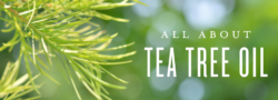 All About Tea Tree Oil