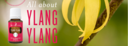 All About Ylang Ylang