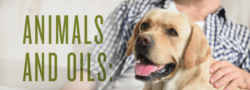Animals And Oils: What You Need To Know