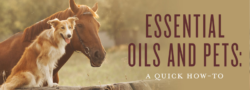 Essential Oils And Pets: A Quick How-To
