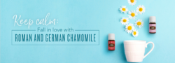 Keep Calm: Fall in Love With Roman and German Chamomile