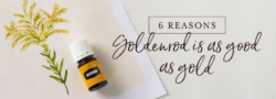 6 Reasons Goldenrod Is As Good As Gold