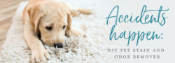 Accidents Happen: DIY Pet Stain And Odor Remover