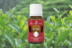Get To Know An Everyday Oil: Tea Tree Oil (Melaleuca Alternifolia)