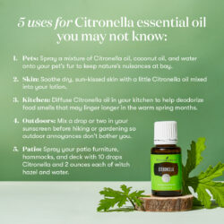 Citronella