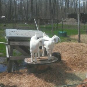 Profile photo of Jackie Otto